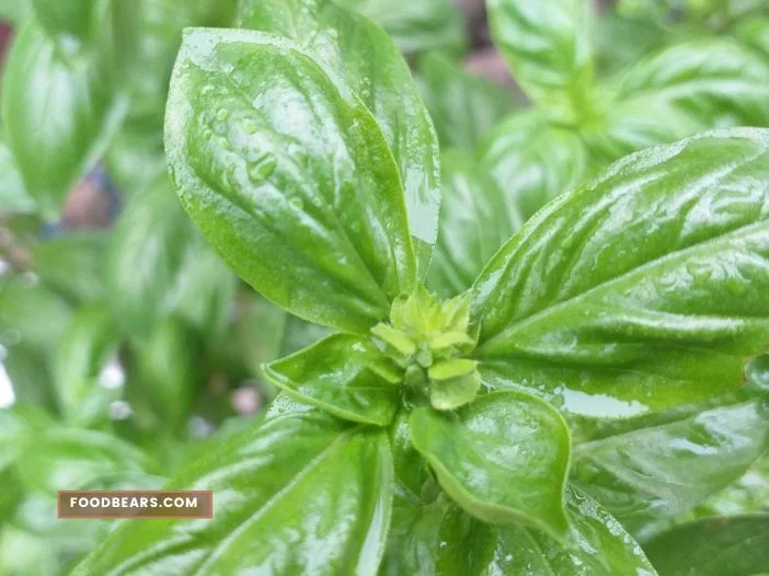 Basil Leaves