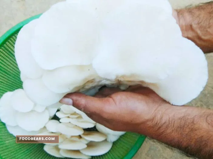 Mushrooms