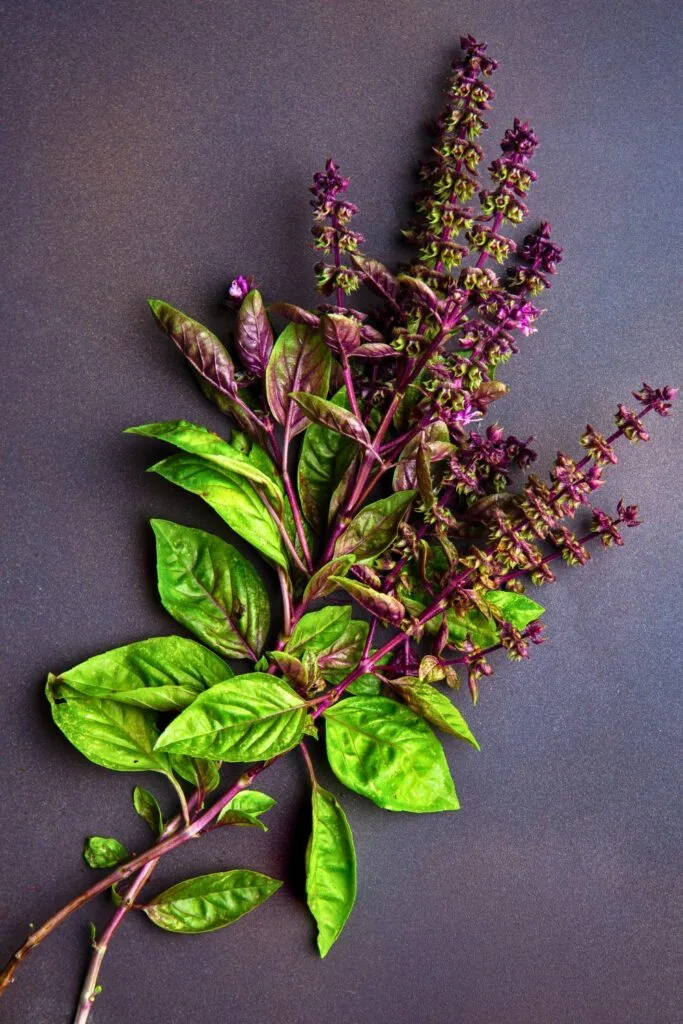 Fresh Basil