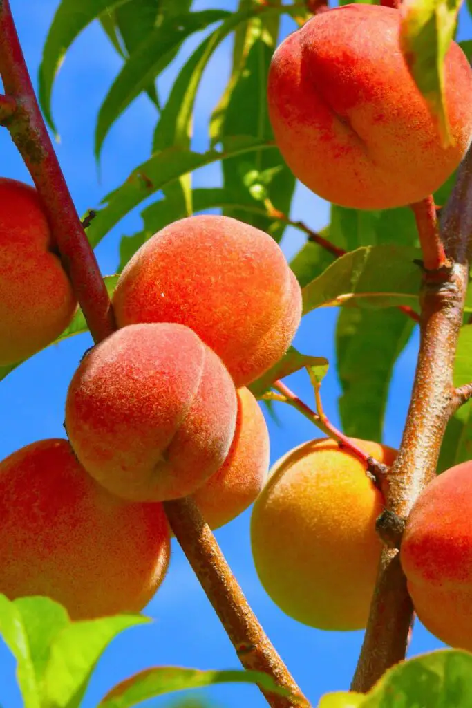 Ingredients for the Perfect Peach Pie