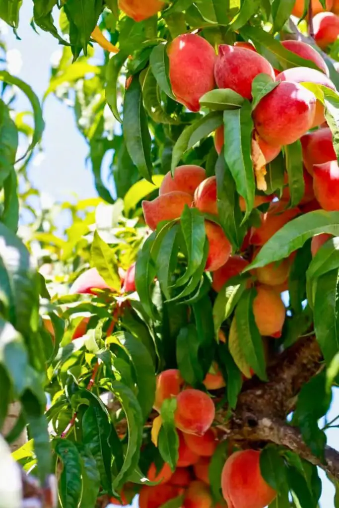 Peach Crisp Ingredients