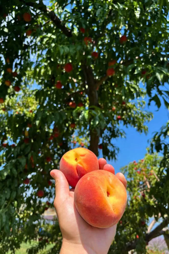 Peach Dump Cake Ingredients