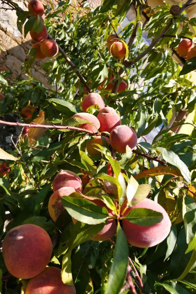 Peach Upside Down Cake Ingredients